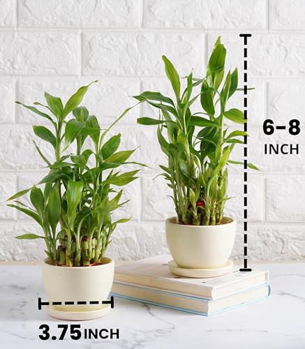 Image of Nurturing Green 2 Layer Lucky Bamboo Combo in Ivory Ceramic Pot | Wedding Gifts For Marriage Couple | Wedding Gifts For Marriage | Wedding Gift For Friend | Plant Gifts With Pot | Gift Plants