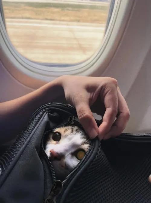 HSC PET Soft Cats Carrier Small Dog Carriers Airline Approved Softsides Pets Bag,Black,Lightweight,Luxury Style,Top Expandable,Guaranteed on Cabin Board Flight Travel Recommend Under 15 lbs (Black) - image 6