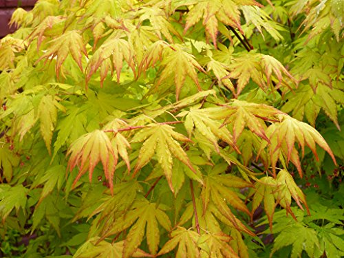 Orange Dream Japanese Maple - Acer Palmatum 'Orange Dream' - Stunning Orange And Red New Spring Growth On A Dwarf Japanese Maple - 3- Year Tree #TOP4