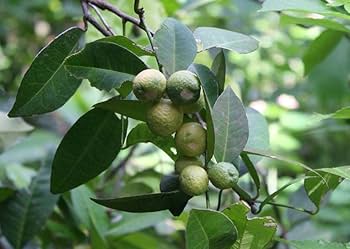 Yetuk eshak jinsiy aloqa rasmlar Porno Vika Nyanka