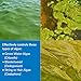 API POND ALGAEFIX Algae Control 1-Gallon Bottle