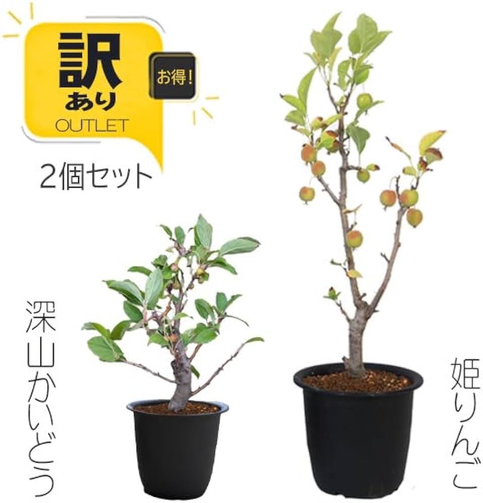 山葡萄苗木　大小セット　りんご小苗セット 山葡萄苗木 大小セット りんご小苗セット 山葡萄苗木 大小セット