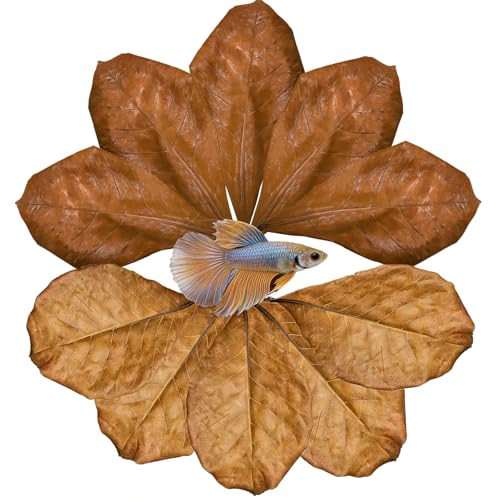 10PCS Betta Leaf Indian Almond Leaves Catappa Leave Aquarium Decor for Fish Shrimp Goldfish Guppy Frogs Chelonian(10PCS Catappa Leaves)