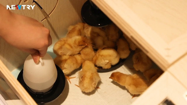Amazon.co.jp: NEWTRY 育雛箱 ヒヨコ培養箱 ひよこ保育器 ひよこ保温箱