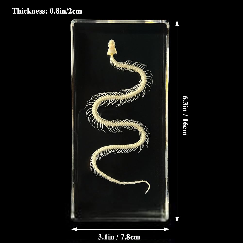 Amphibolite Metamorphic Rock - 10 Unpolished Rock Specimens