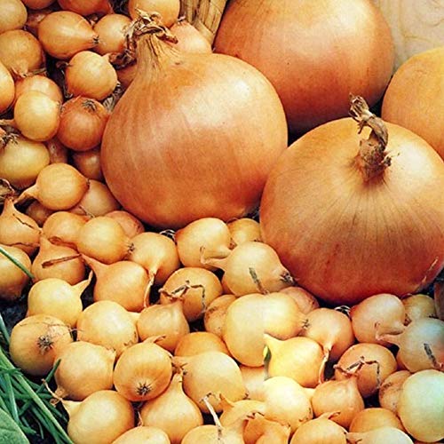 50 x Onion Sets Stuttgarter Bumper Pack RHS Award of Garden Merit Easiest and Quickest Way to Grow Onions Sweet Mild Taste - Great to Grow in Your Beautiful Garden