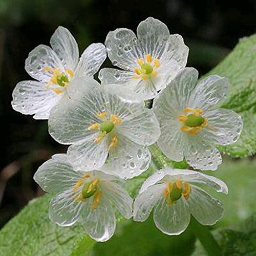 Nema Clear Flower Seeds - 20 seeds-image-49