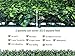 ODTORY Artificial Ivy Privacy Fence Wall Screen,40X120 in(33.5 sqft) UV-Anti Faux Boxwood Roll Panels Greenery Backdrop Ivy Vine Leaf Hedges Fence Panels for Indoor Outdoor Green Wall Decor