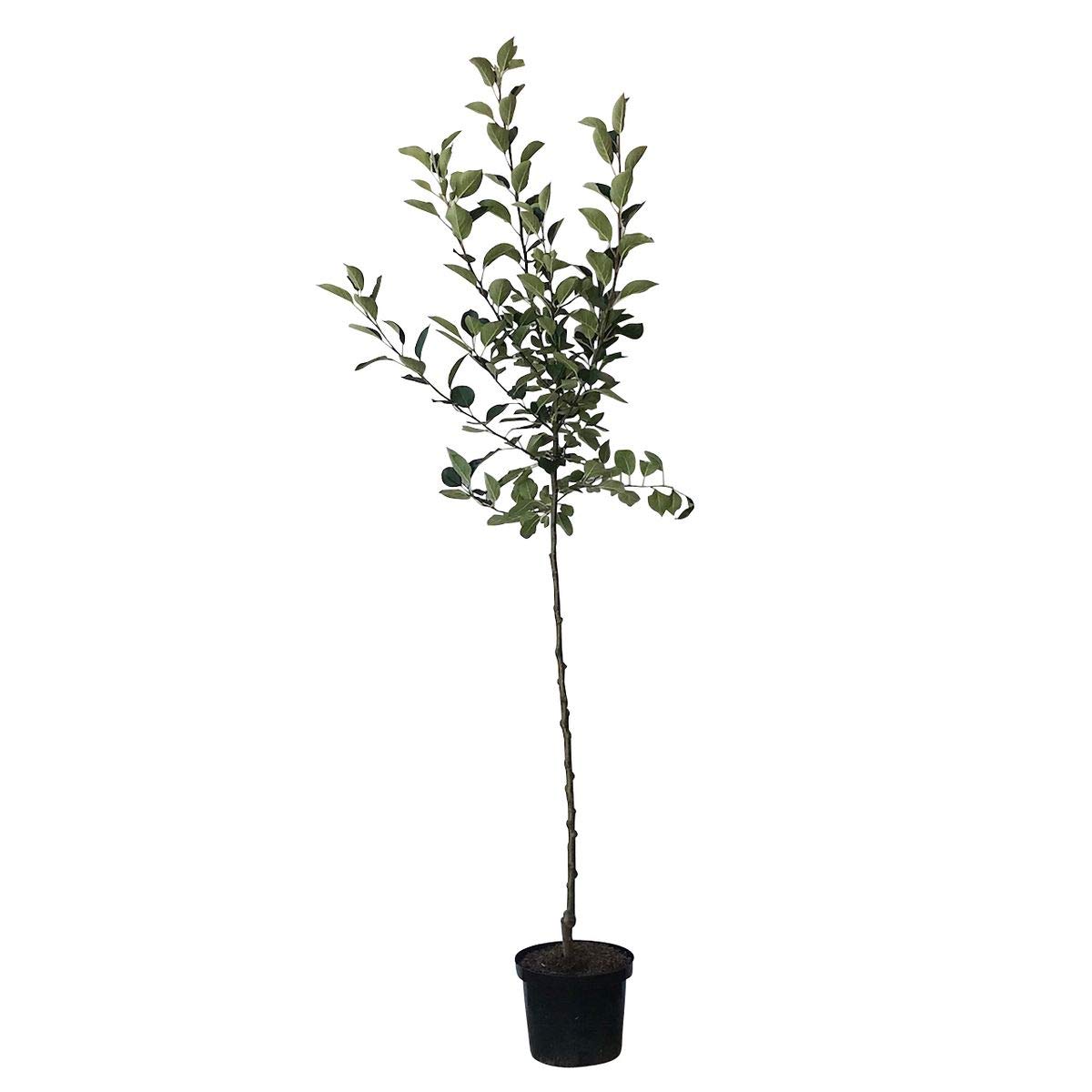 Rote Goldparmäne historische Apfelsorte robuster Herbstapfel Halbstamm 150-170 cm 10 Liter Topf M7
