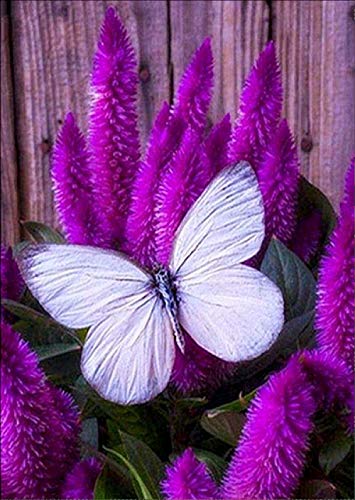 5D Kit de Pintura de Diamantes 5D ,Diy 5d diamond painting para Manualidades con Punto de Cruz Mariposa para decoración del hogar (30 x 40 cm), diseño de Mariposas