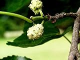 floranza.de