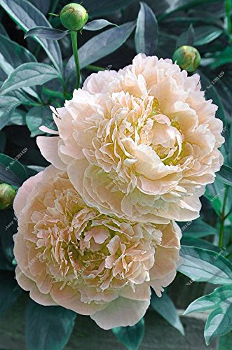 Bulbi Peonia Arbustiva - 5 Pezzi - Paeonia Suffruticosa - Fiori Da Esterno - Foto 3