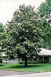 50 Sweetbay Magnolia Tree Seeds, Magnolia Virginiana