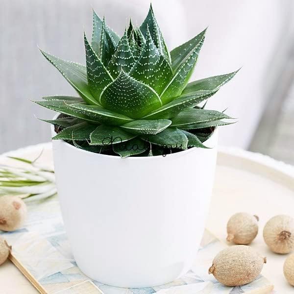 Hauspflanzen-Blumenerde 10L, angereichert mit Dnger und Perlite, ideal fr  alle Arten von Zimmerpflanzen und tropischen Pflanzen : Amazon.de: Garten