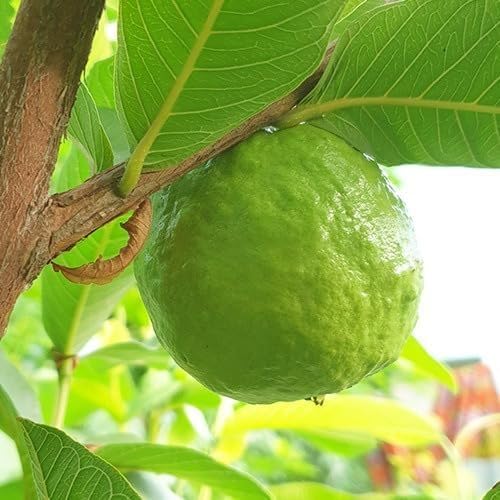 Image of Guava Plant Hybrid Air Layering, 1 Plant (Banarasi Surkha Guava),CF SG46