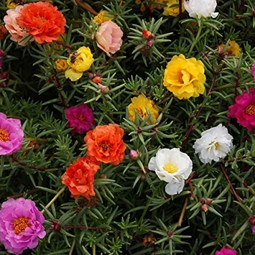 10 o clock flower plant seeds, high germination (80 seeds) (B0CH8LHHM2) Amazon Price History, Amazon Price Tracker