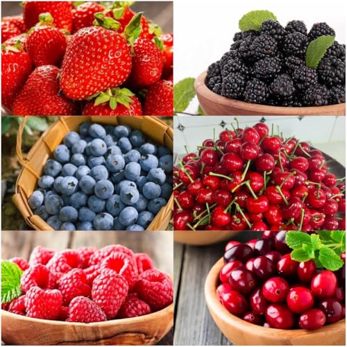Fruit Seeds Variety Pack 1500pcs 6 Types – High Yield – 400pcs Strawberry, 200pcs Blueberry, 300pcs Raspberry, 300pcs Mulberry, 200pcs Cranberry,20 Cherry