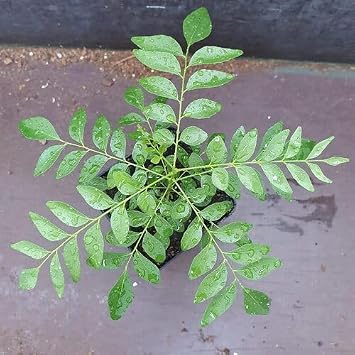 20pcs Green Curry Leaf Plant Seeds