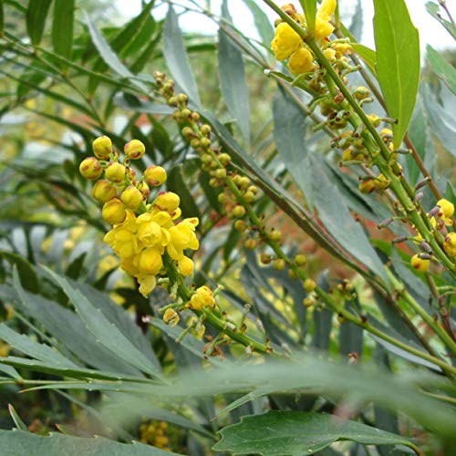 Amazon.co.jp: 遊恵盆栽 庭木：マホニアコンフューサ（細葉