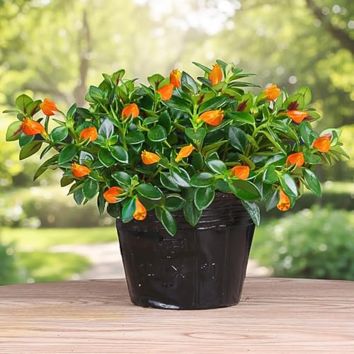 Goldfish Plants Live in 4 Pot from 4-7 Tall Goldfish Plants Live Houseplants Orange Flowering Trailing Plant for Indoor Outdoor Houseplant