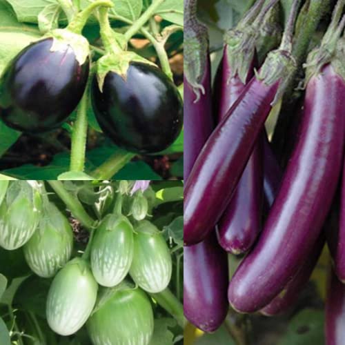 Seedbasket Native/Non-GMO Pack of 3 Brinjals Seeds (Green, Black ...