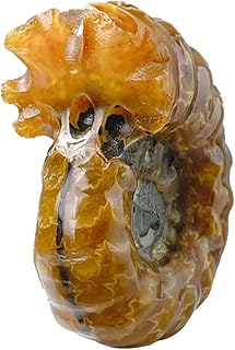 Artibetter Dining Room Table Decor Desktop Decor Ammonite Conch Natural Conch Specimen Crystal Conch Figurines Samples Stones Paperweight Snail Dining Table Decor Desk Topper