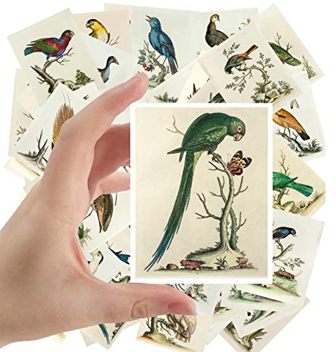 Autocollant Amazing Birds George Edwards, 24 stickers vintage 60x90mm pour déco
