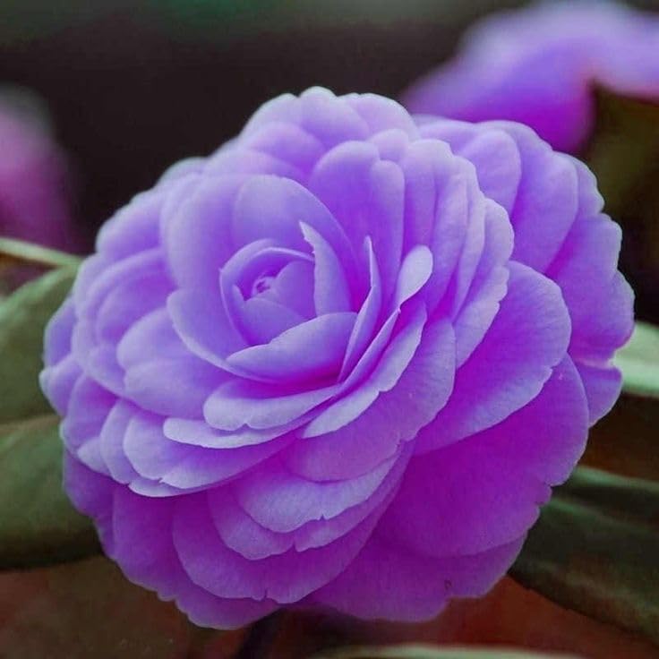 ONLINE PLANT BAZAR camellia October Magic violet Shi Shi flower plant Rare Hybrid 1.5 Feet to 2 Feet Tree (B0CLV3FZVZ) Amazon Price History, Amazon Price Tracker