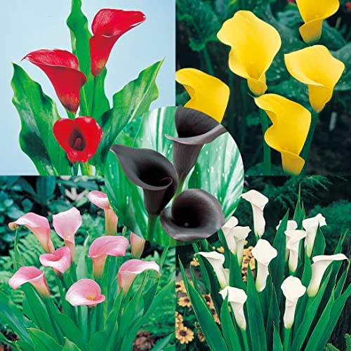 球根 カラーの人気商品 通販 価格比較 価格 Com