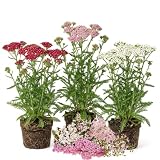 2 Mixed Yarrow Live Plants - 3-6" Tall Starter Plant