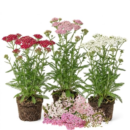 2 Mixed Yarrow Live Plants - 3-6" Tall Starter Plant