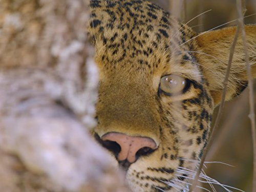 ヒョウ: 若き女王