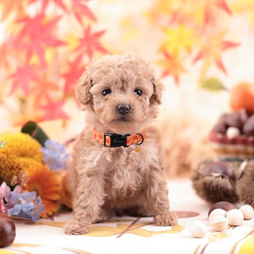 ARING PET Herbst Orange Hundehalsband, Herbst Ahornblatt Hundehalsband mit Schnellverschluss aus Kunststoffschnalle, Bequemes Baumwoll Halsband für Jungen und Mädchen Hunde