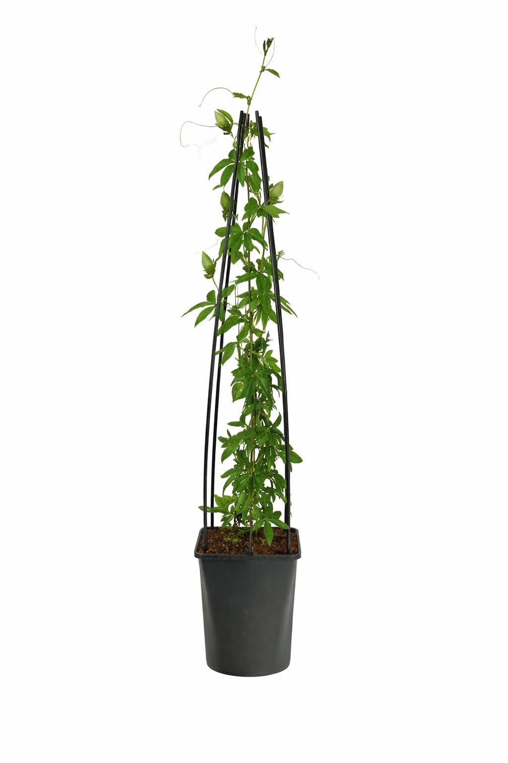 Winterharte Passionsblume Passiflora caerulea 60–70 cm – mehrjährige exotische Kletterpflanze – frostresistent & pflegeleicht – ideal für Garten, Balkon & Terrasse