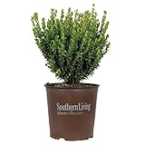 Southern Living Plant Collection 2.5 Quart - Baby Gem Boxwood, Green