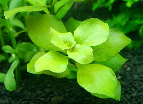 Ludwigia palustris Green x1 Bunch - Plantas naturales para acuarios