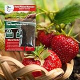 Jewel Strawberry Plants (10 Plants) - Free Plant Boost Included! - Large and Healthy Bare Root Strawberry Plants from Hand PIcked Nursery