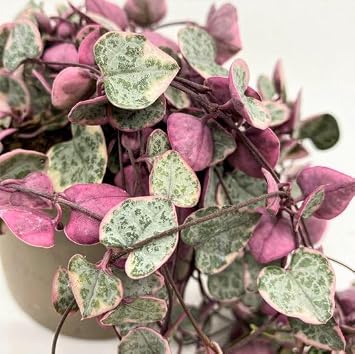 Rare Variegated Ceropegia woodii Pink Cream String of Hearts Indoor Trailing House Plant - Easy to Grow - in 9 cm pots - Candlestick Flower