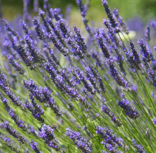 Aceite Esencial de Lavanda Francesa Orgánico 5 mL miniatura 4