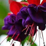 Semillas 120PCS doble púrpura de los pétalos de la flor fucsia semillas en maceta Plantas en maceta Flores fucsias colgantes