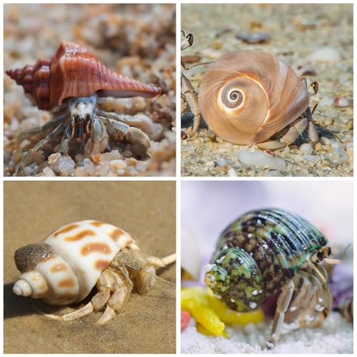 21PCS Hermit Crab Shells | Assorted Natural Sea Conch Size 1.3"-3.2" | Growth Turbo for Small to Medium and Large Crabs, Saltwater Hermit Crab Supplies and Sea Shell for Beach Decor