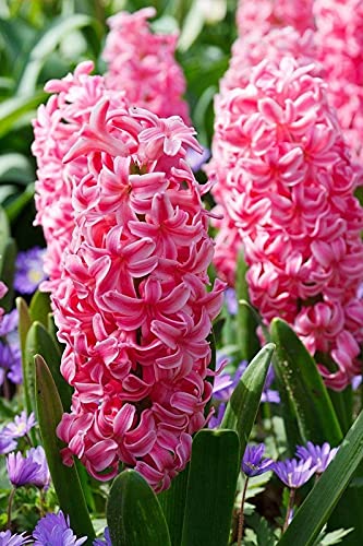 Radha Krishna Agriculture Hyacinth Flower Bulbs Imported for Indoor Outdoor Blooming Flower (Mix color pack of 2 bulbs)-image-12