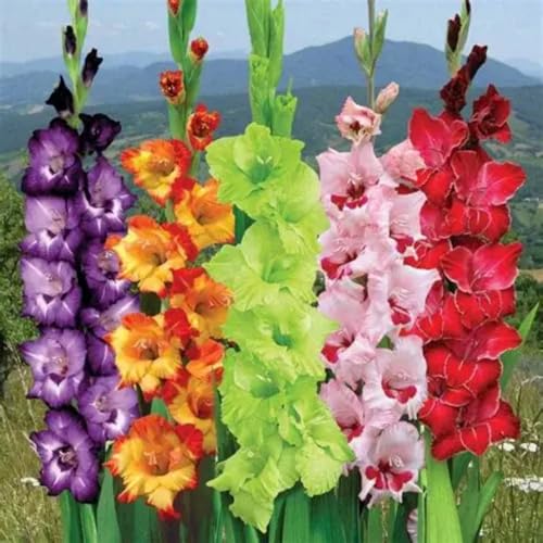 CUIKWA Hermoso gladiolo/ideal para la decoración del jardín de primavera y otoño gladiolo-2 rizoma-G