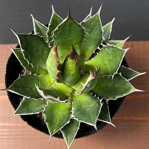 観葉植物 アガベ ホリダ」の人気商品一覧 | 安い商品を通販サイトから