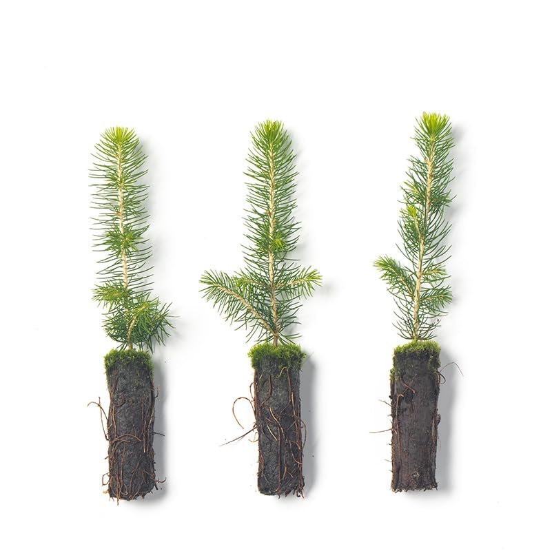 Norway Spruce Tree Seedling Plugs | 6"-12" | Arbor Day Foundation (3-Pack)