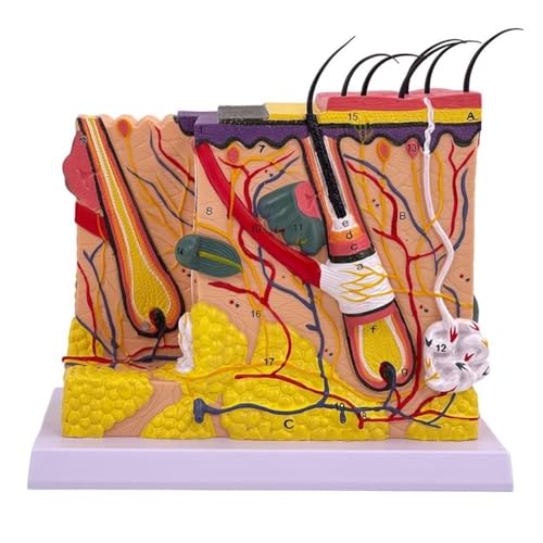 Structure tissulaire de peau modèle 3D anatomique pour l'apprentissage