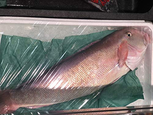 �ō��� �V���A�}�_�C ���� 1����2kg�O��y����2�L���z�L�F���� �①