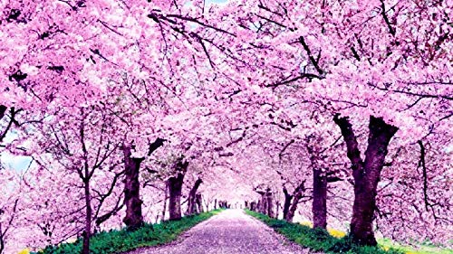 Rare Japanese Pink Cherry Blossom Sakura Tree 10pcs Seeds