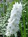 25+ Giant Pure White Delphinium Flower Seeds /Perennial