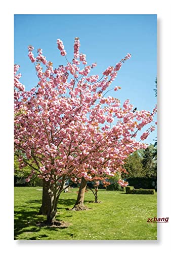Zcbang Bonsai Tree Japanese Sakura Seeds 20 Seeds Rare Japanese Cherry Blossoms Flowers Seeds In Bonsai Pink #TOP2
